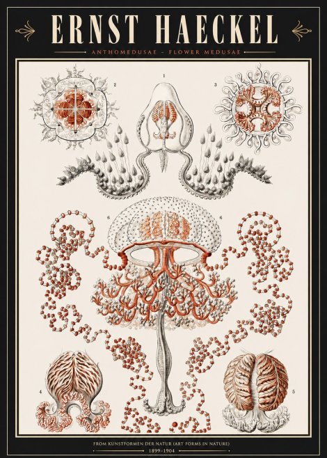 Ernst Haeckel Anthomedusae. Flower Medusae. No3 - Plakat