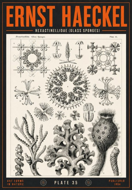 Ernst Haeckel Hexactinellida. Glass Sponges. No4 - Plakat