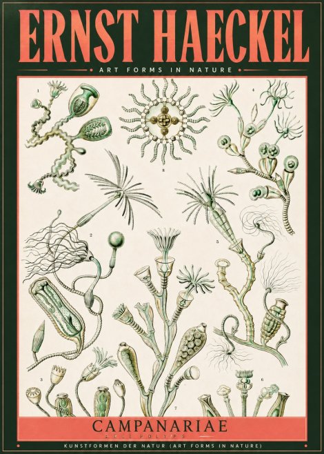Ernst Haeckel Campanariae – Bell Polyps No2 - Plakat