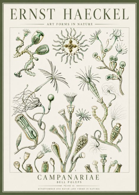 Ernst Haeckel Campanariae – Bell Polyps No4 - Plakat
