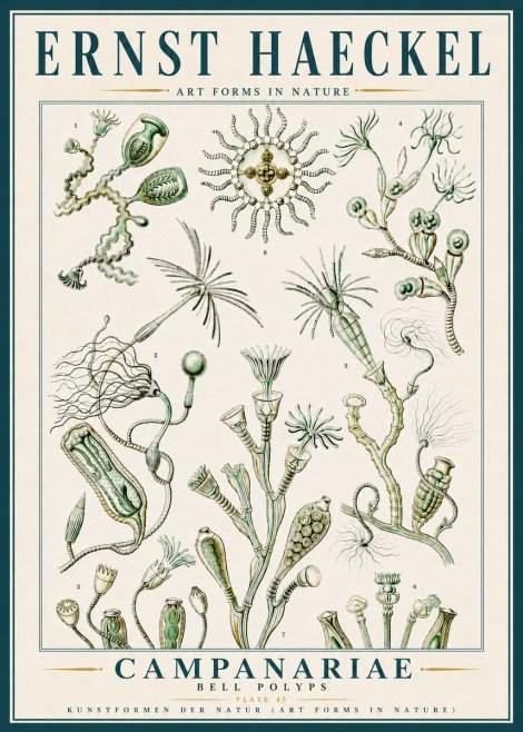 Ernst Haeckel Campanariae – Bell Polyps No5 - Plakat