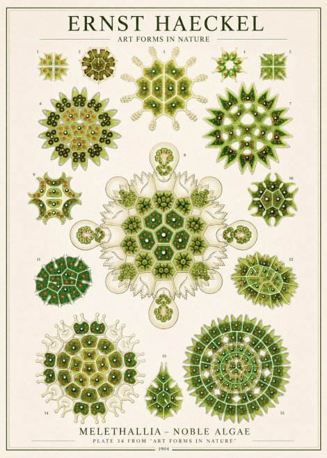 Ernst Haeckel Melethallia - Noble Algae No1 - Plakat