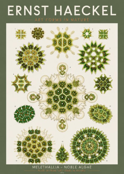 Ernst Haeckel Melethallia - Noble Algae No2 - Plakat