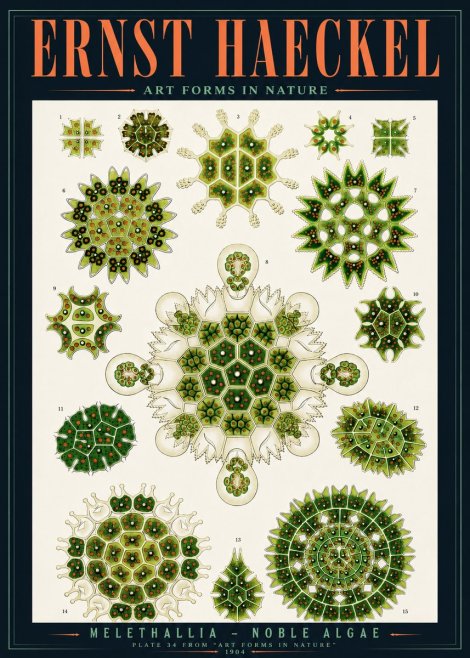 Ernst Haeckel Melethallia - Noble Algae No4 - Plakat