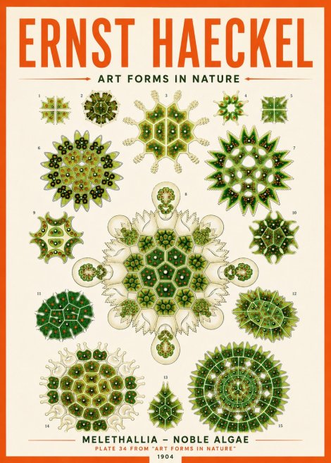 Ernst Haeckel Melethallia - Noble Algae No5 - Plakat