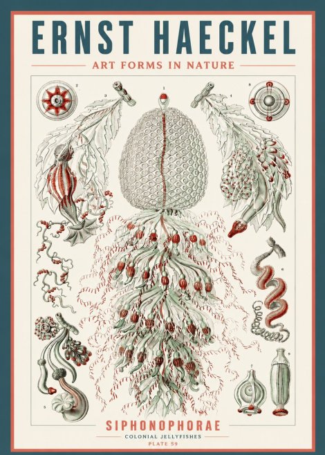 Ernst Haeckel Siphonophorae - State Colonies No5 - Plakat