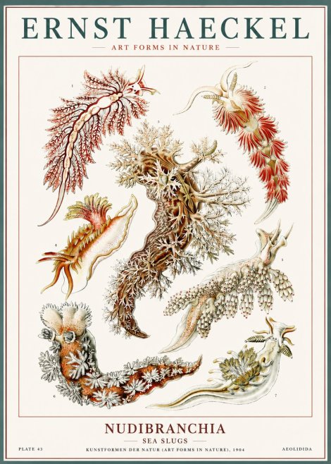 Ernst Haeckel Nudibranchia – Sea Slugs No6 - Plakat