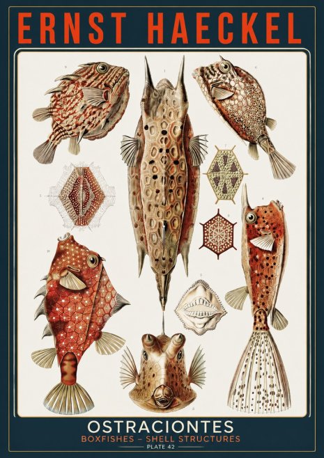 Ernst Haeckel Ostracodes Crustacea No5 - Plakat