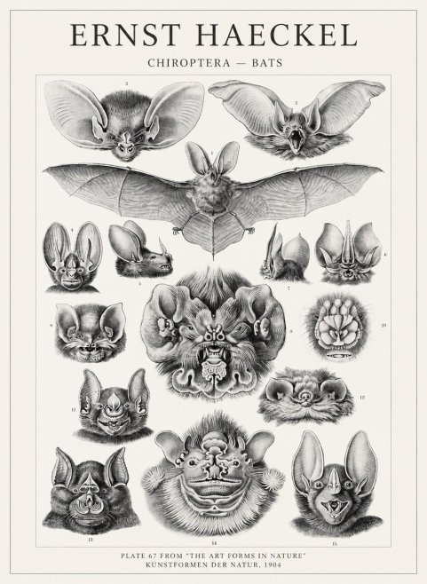 Ernst Haeckel Chiroptera Bats No4 - Plakat