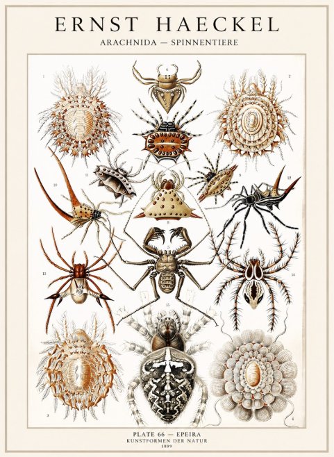 Ernst Haeckel Arachnida — Spiders No4 - Plakat