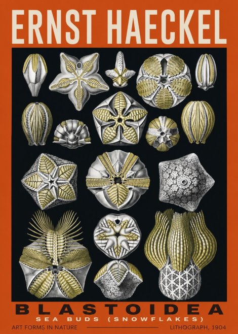 Ernst Haeckel Blastoidea Sea Buds (Snowflakes) No2 - Plakat