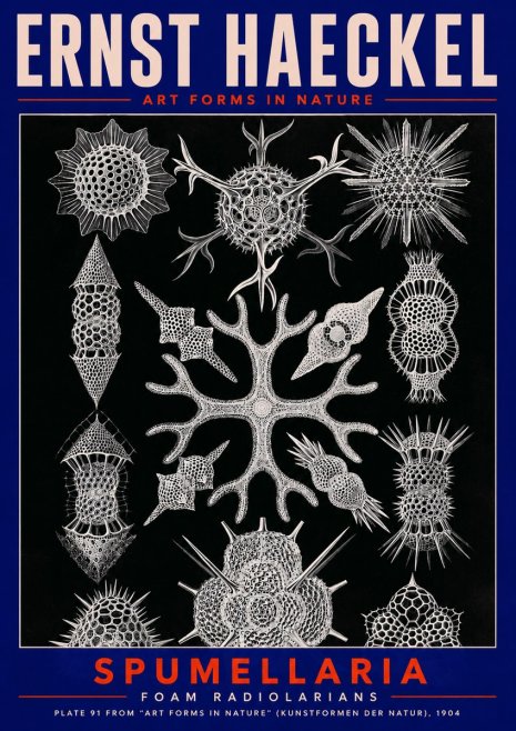 Ernst Haeckel Spumellaria No2 - Plakat