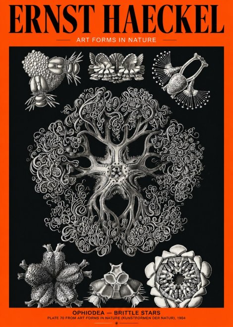 Ernst Haeckel Ophiodea - Brittle Stars II No2 - Plakat