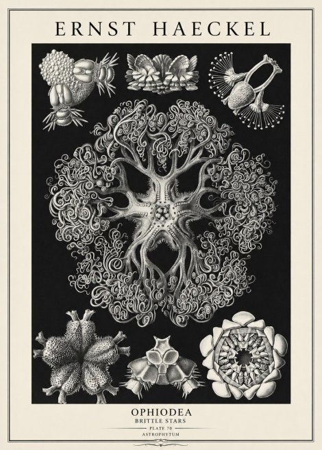 Ernst Haeckel Ophiodea - Brittle Stars II No3 - Plakat