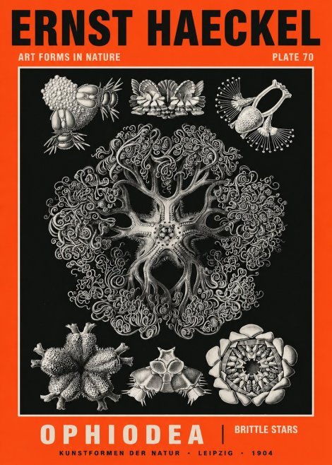 Ernst Haeckel Ophiodea - Brittle Stars II No5 - Plakat