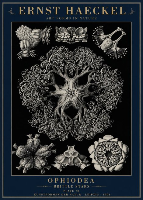 Ernst Haeckel Ophiodea - Brittle Stars II No6 - Plakat