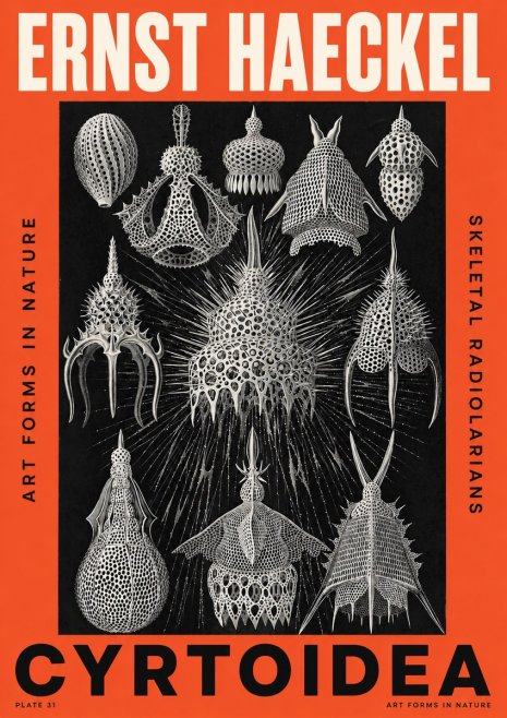 Ernst Haeckel Cyrtoidea - Starry Radiolarians No5 - Plakat