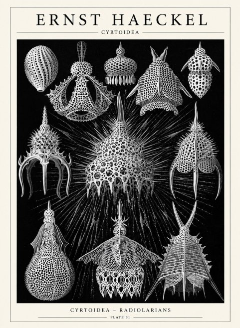 Ernst Haeckel Cyrtoidea - Starry Radiolarians No6 - Plakat