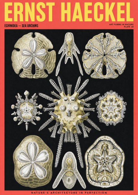 Ernst Haeckel Echinidea — Sea Urchins No2 - Plakat