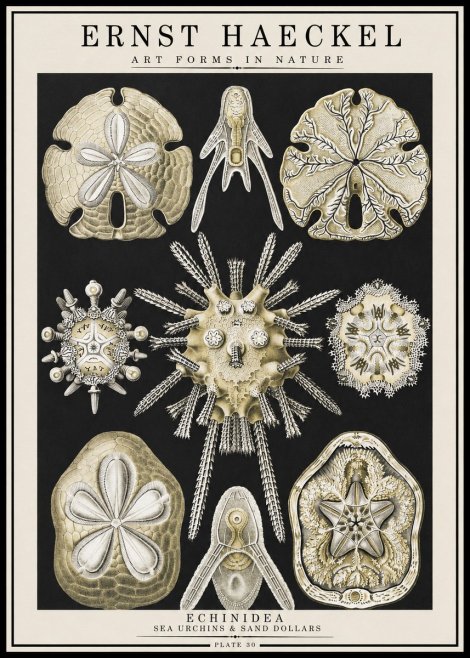 Ernst Haeckel Echinidea — Sea Urchins No4 - Plakat