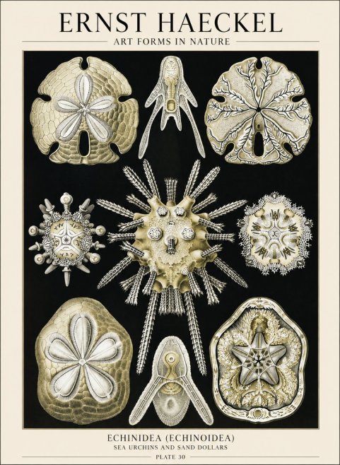 Ernst Haeckel Echinidea — Sea Urchins No6 - Plakat
