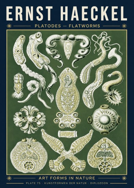 Ernst Haeckel Platodes – Flatworms No5 - Plakat