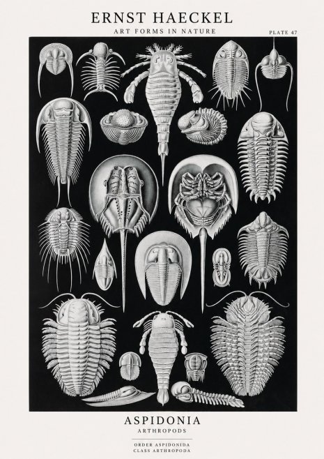 Ernst Haeckel Aspidonia No1 - Plakat