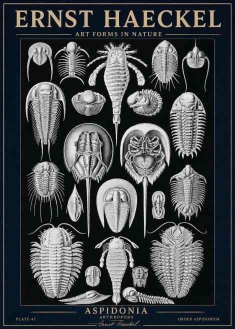 Ernst Haeckel Aspidonia No3 - Plakat