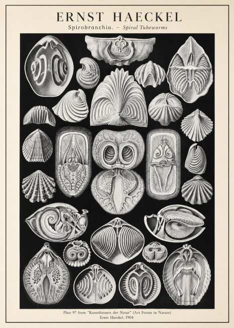 Ernst Haeckel Spirobranchia No3 - Plakat