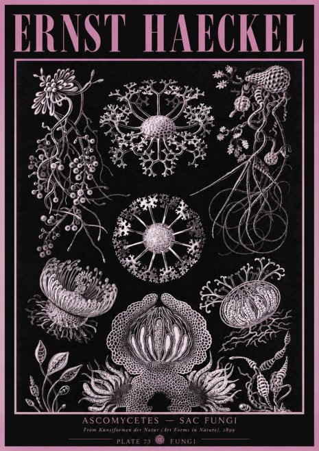 Ernst Haeckel Ascomycetes — Sac Fungi No3 - Plakat