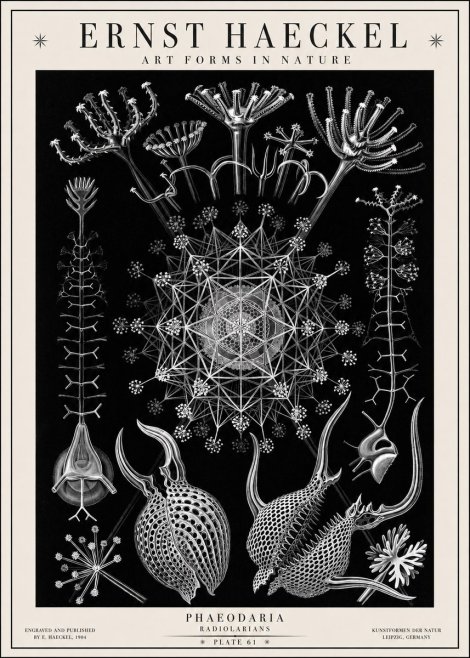 Ernst Haeckel Phaeodaria Radiolarians - Plate 61 No1 - Plakat