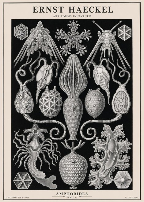 Ernst Haeckel Amphoridea No2 - Plakat