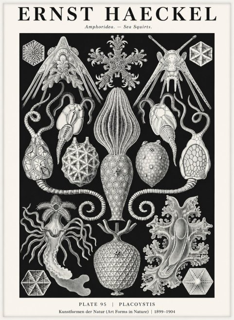 Ernst Haeckel Amphoridea No3 - Plakat
