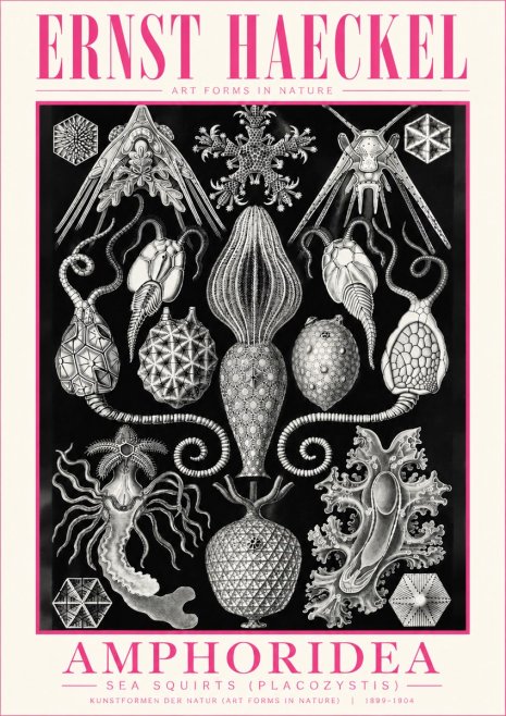 Ernst Haeckel Amphoridea No5 - Plakat