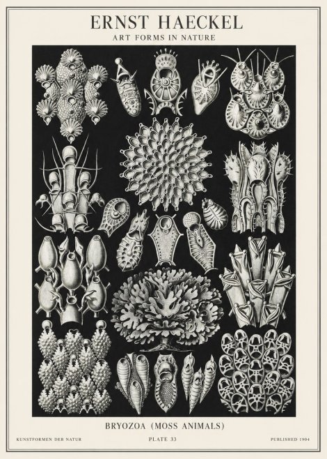 Ernst Haeckel Bryozoa No2 - Plakat