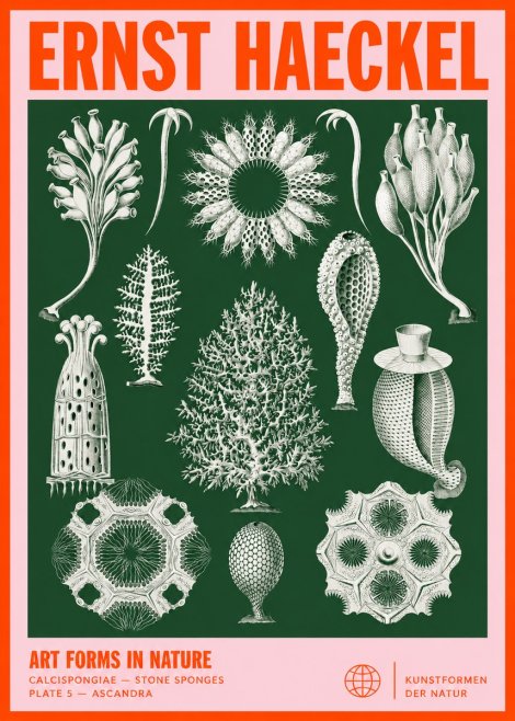 Ernst Haeckel Calcispongiae - Calcisponiges - Plate 5 - Asconia No4 - Plakat
