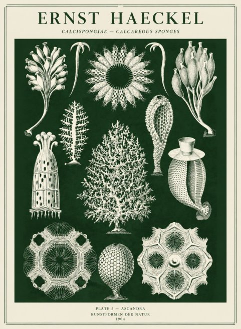 Ernst Haeckel Calcispongiae - Calcisponiges - Plate 5 - Asconia No5 - Plakat