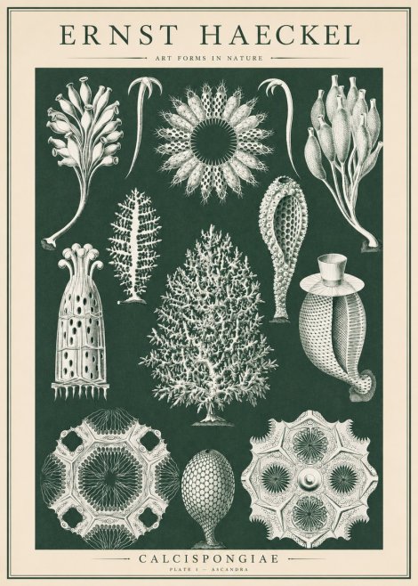 Ernst Haeckel Calcispongiae - Calcisponiges - Plate 5 - Asconia No6 - Plakat