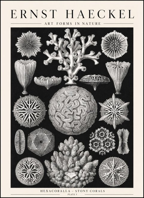 Ernst Haeckel Hexacoralla – Six-rayed Corals No2 - Plakat