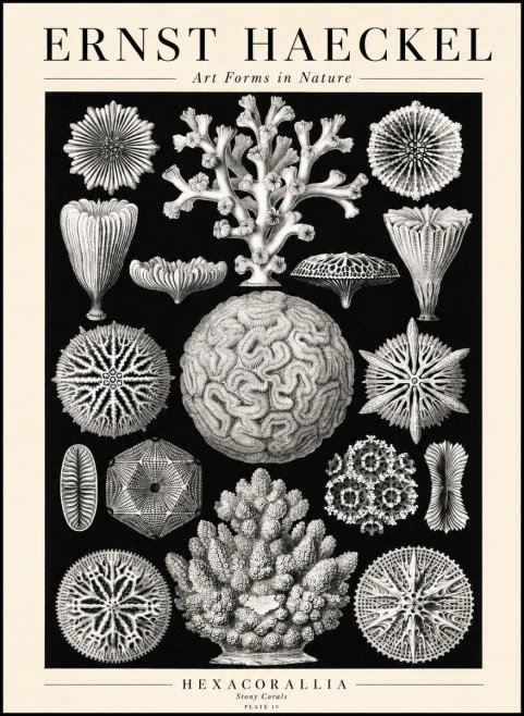 Ernst Haeckel Hexacoralla – Six-rayed Corals No3 - Plakat