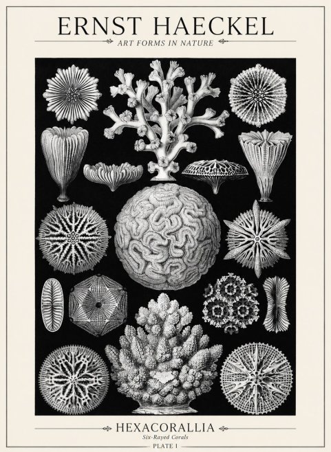 Ernst Haeckel Hexacoralla – Six-rayed Corals No5 - Plakat