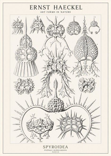 Ernst Haeckel Spyroidea - Puffball Radiolarians - Plate 22 No1 - Plakat
