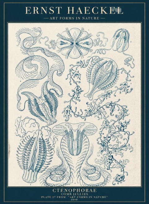 Ernst Haeckel Ctenophoræ – Comb Jellies No5 - Plakat
