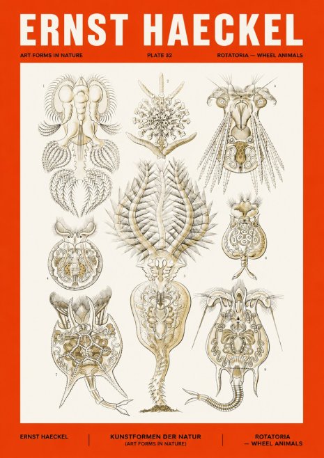 Ernst Haeckel Rotatoria - Wheel Animals No4 - Plakat