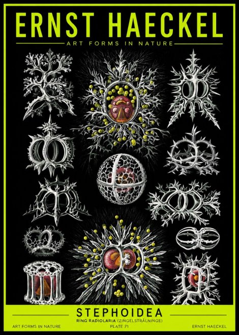 Ernst Haeckel Stephoidea No2 - Plakat