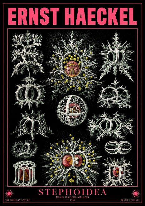 Ernst Haeckel Stephoidea No4 - Plakat