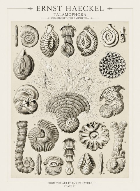 Ernst Haeckel Thalamophora – Foraminifera Plate 12 No3 - Plakat