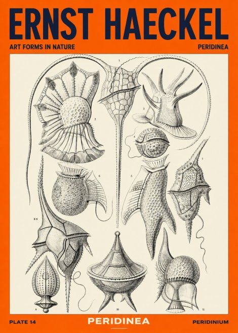 Ernst Haeckel Peridinea No4 - Plakat