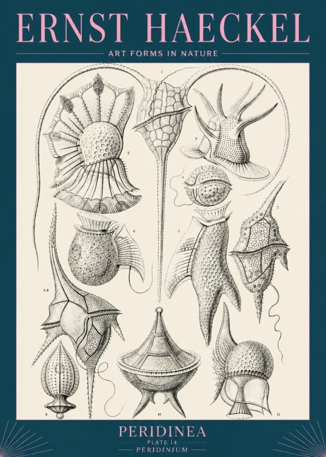 Ernst Haeckel Peridinea No5 - Plakat
