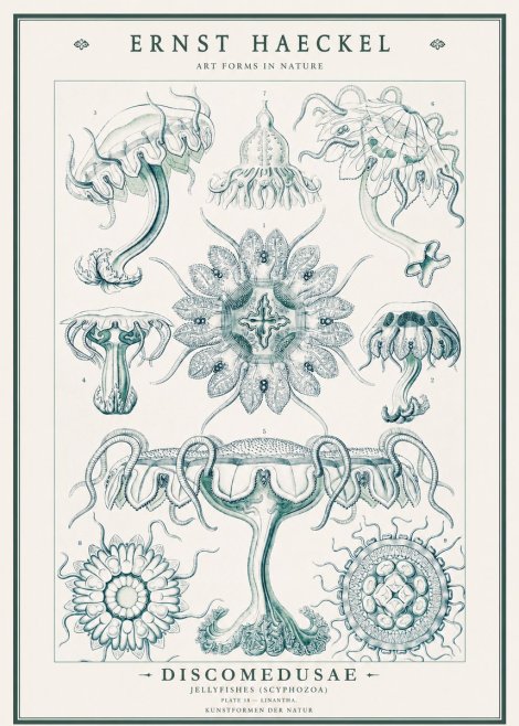 Ernst Haeckel Discomedusae. Jellyfishes. No3 - Plakat